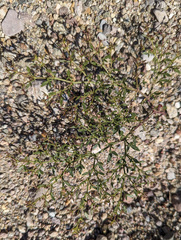 Fagonia laevis