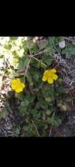 Potentilla verna