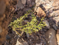 Fagonia laevis