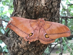 Gonimbrasia occidentalis