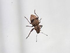 Pantomorus postfasciatus