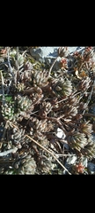 Petrosedum sediforme