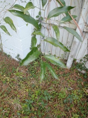 Smilax laurifolia