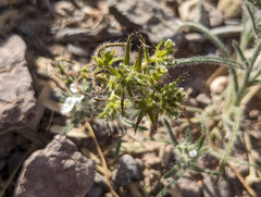 Cryptantha maritima