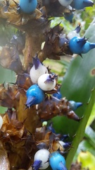 Aechmea mertensii