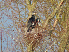 Phalacrocorax carbo sinensis