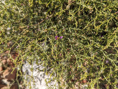 Fagonia laevis