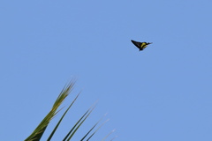 Troides minos