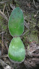 Haemanthus