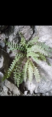Asplenium fontanum