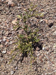 Fagonia pachyacantha