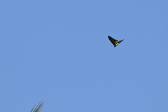 Troides minos