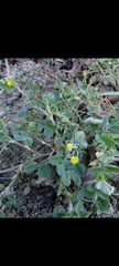 Medicago lupulina