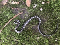 Mastigodryas pulchriceps