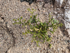 Fagonia pachyacantha