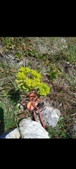 Euphorbia helioscopia