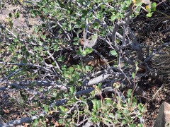 Callospermophilus lateralis