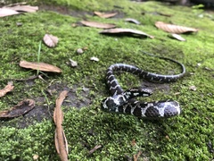 Mastigodryas pulchriceps