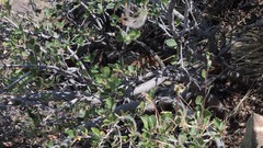 Callospermophilus lateralis