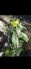 Daphne laureola