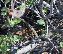 Callospermophilus lateralis