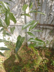 Smilax laurifolia