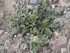 Phacelia