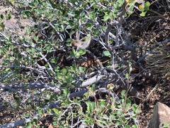 Callospermophilus lateralis