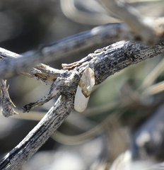 Ponometia elegantula