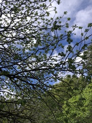 Aesculus californica