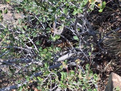 Callospermophilus lateralis