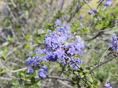 Ceanothus
