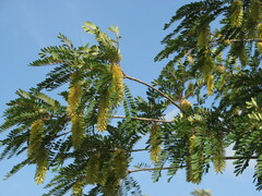 Alvaradoa amorphoides