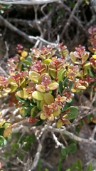 Eugenia capensis