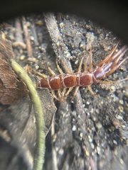 Lithobius forficatus
