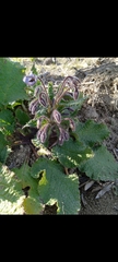 Borago officinalis