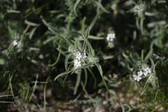 Johnstonella