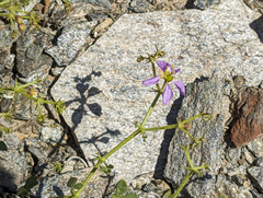 Fagonia pachyacantha