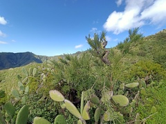 Genista canariensis image