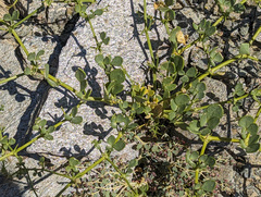 Fagonia pachyacantha