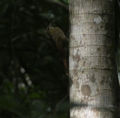 Sittasomus griseicapillus