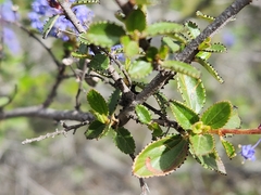 Ceanothus