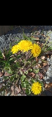 Crepis sancta