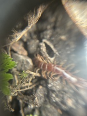 Lithobius forficatus