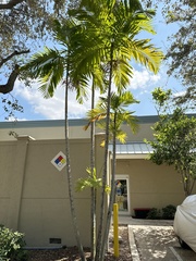 Ptychosperma elegans