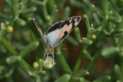Colotis phisadia