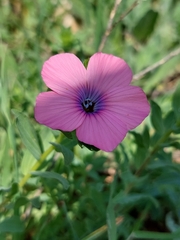 Linum pubescens