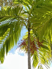 Ptychosperma elegans