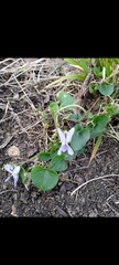 Viola