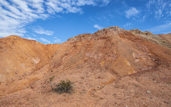 Larrea tridentata